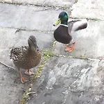Finest Retreats - The Duck House